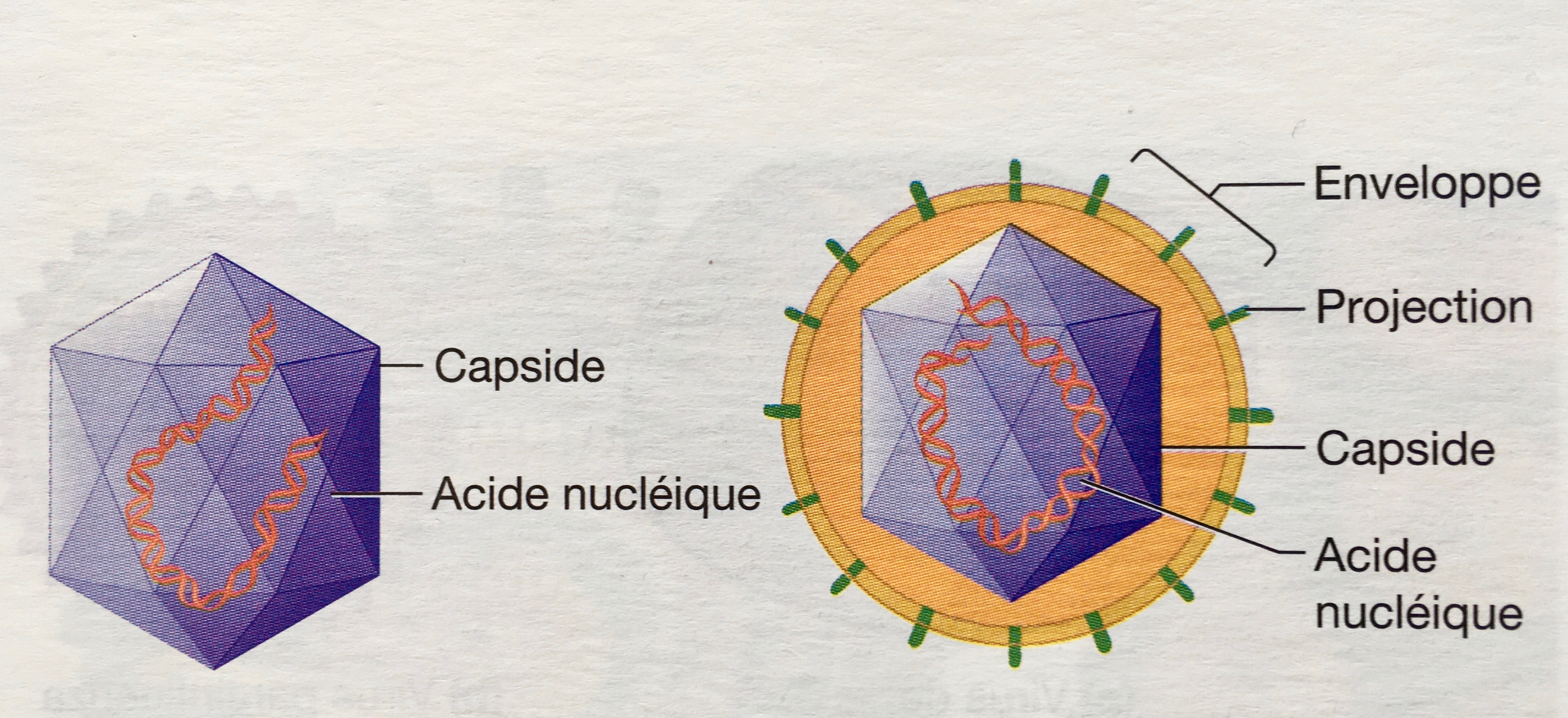coronavirus-sars-cov-2-un-virus-arn-coronavirus-covid-19